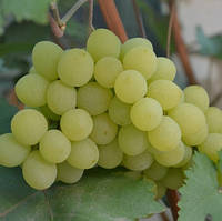 Саджанці винограду сорт Афродіта