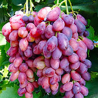 Саджанці винограду сорт Ася