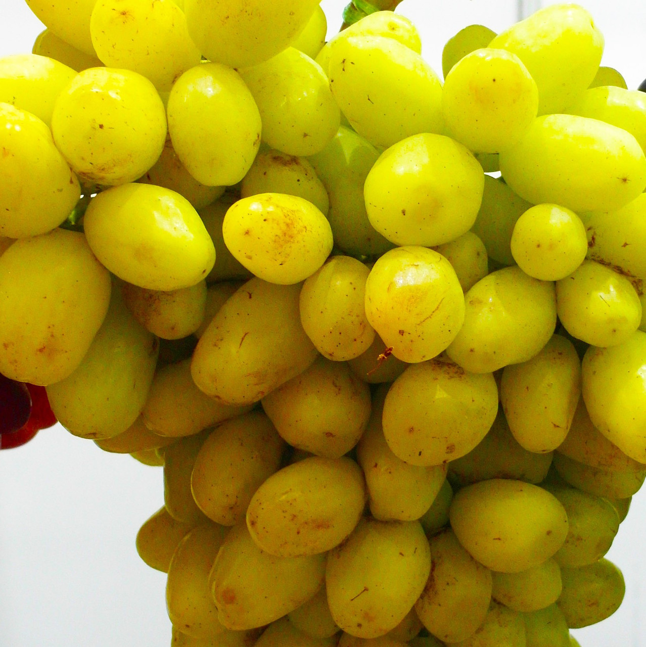 Саджанці винограду сорт Бананас мускат