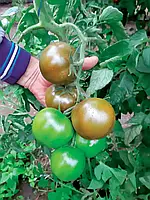 LibraSeeds томат темно-коричневый индетерминантный Силиври F1 (1000 семян)