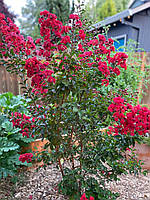 Лагерстремія "Enduring Summer Red". Lagerstroemia "Enduring Summer Red".