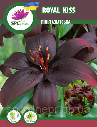 Лілія азіатська Royal Kiss, фото 1