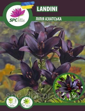 Лілія азіатська Landini, фото 1