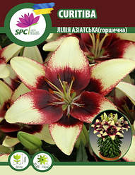 Лілія азіатська горщикова танго Curitiba