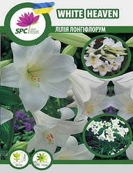 Лілія лонгіфлорум трубчаста White Heaven