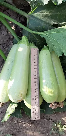 Кабачок LibraSeeds Хепі Мен F1 (насіння, 1000 шт), фото 3