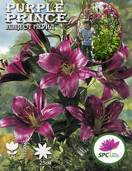Лілія ОТ гібрид Purple Prince