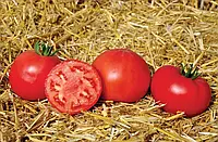 LibraSeeds Tomato Determinant Red Beef World Monsoon F1 (250 семян)