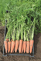 Морковь столовая Ньюкасло F1 1 млн.нас.(фракция в описании) Бейо (Веjo), Голландия