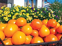 LibraSeeds томат детерминантный желтый биф Рани F1 (100 семян)