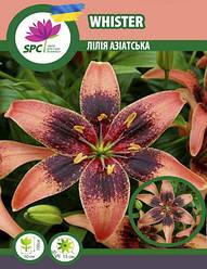 Лілія азіатська танго Whister