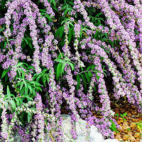 Саджанці Буддлеї очереднолистної (Buddleja alternifolia)