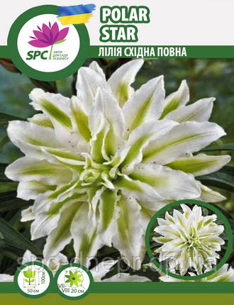 Лілія східна махрова Polar Star