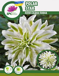 Лілія східна махрова Polar Star