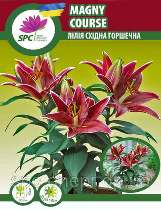 Лілія східна горшечна Magny Course, фото 1