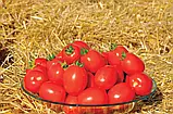 LibraSeeds томат детермінантний для переробки та свіжого ринку Чезена F1 (дуже ранній) 1000 насінин, фото 2