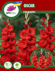 Гладіолус Oscar