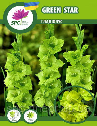 Гладіолус Green Star