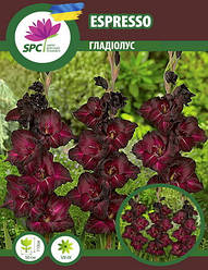Гладіолус Espresso