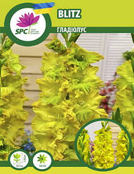 Гладіолус Blitz