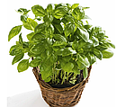 Базилік кімнатний Смарагд Професійне насіння 0,3 г, фото 2