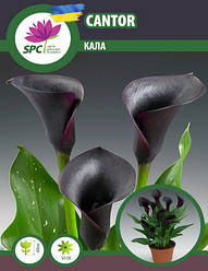 Calla(Кала) Cantor