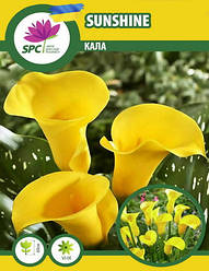 Calla(Кала) Sunshine