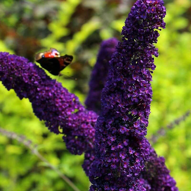Саджанці Буддлеї Давида Блек Кінг (Buddleja davidii Black Knight), фото 1