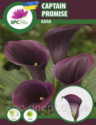 Calla(Кала) Captain Promise