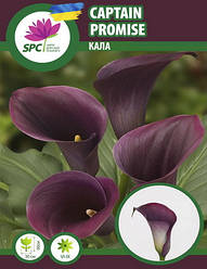 Calla(Кала) Captain Promise