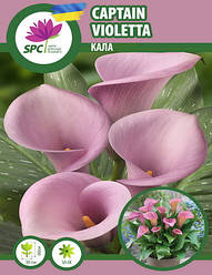 Calla(Кала) Captain Violetta