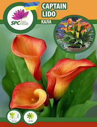 Calla(Кала) Captain Lido