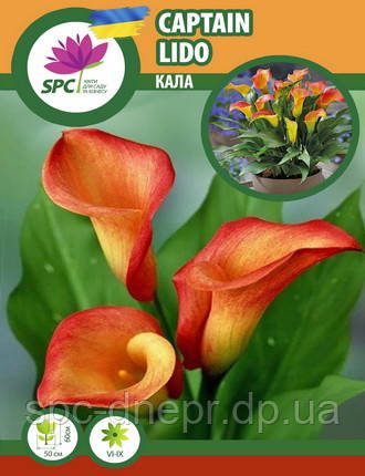 Calla(Кала) Captain Lido, фото 1