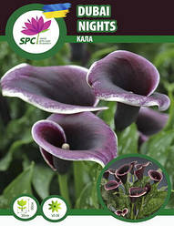 Calla(Кала) Dubai Nights