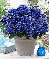 Гортензия крупнолистная Блю Буги Вуги \ Hydrangea Blue Boogie Woogie ( саженцы 3 года С2-С3л )