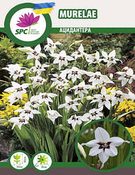 Acidanthera (Запашний гладіолус)