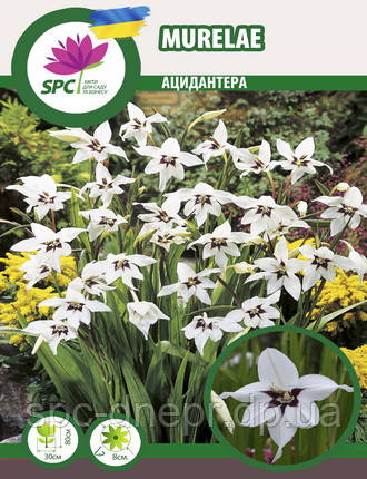 Acidanthera (Запашний гладіолус), фото 1