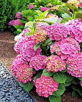 Гортензія крупнолиста Rosita (Hydrangea macrophylla 'Rosita') Горщик Р9