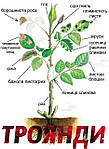 Троянди - догляд, хвороби, ефективне лікування та їх профілактика