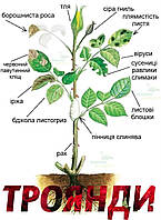 Троянди - догляд, хвороби, ефективне лікування та їх профілактика