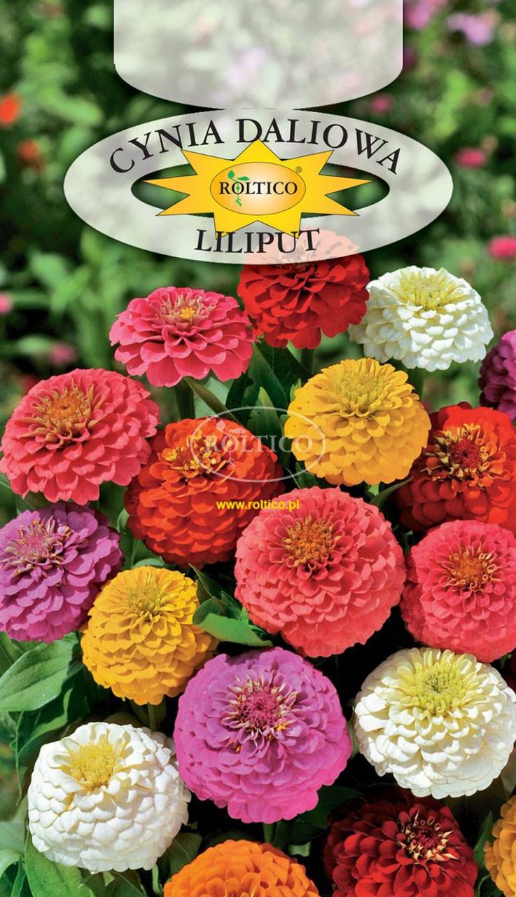 Цинія Майорці Ліліпут \ Cynia daliowa Liliput 1 г Roltico Польща