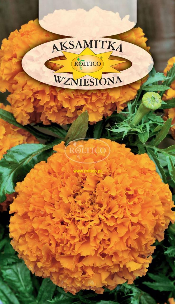 Чорнобривці Помаранчеві низькорослі \ Aksamitka wzniesiona 1 г Roltico Польща, фото 1