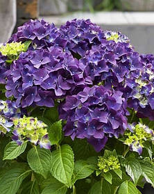 Гортензія крупнолисна Форевер Евер Пурпле \ Hydrangea macrophylla Forever&Ever purple  ( саджанці 3 роки)