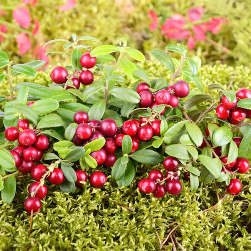 Брусниця Рубін, контейнер 0.5л, фото 1