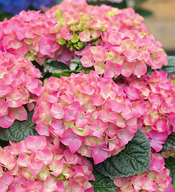 Гортензія крупнолисна Форевер Евер Пінк \ Hydrangea macrophylla Forever&Ever Pink ( саджанці )