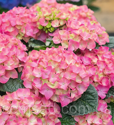 Гортензія крупнолисна Форевер Евер Пінк \ Hydrangea macrophylla Forever&Ever Pink ( саджанці ), фото 1