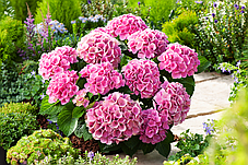 Гортензія крупнолисна Форевер Евер Пінк \ Hydrangea macrophylla Forever&Ever Pink ( саджанці ), фото 3