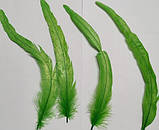 Перо півня натуральне Колір Салатовий 20-30 см, фото 10