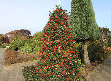 Падуб гостролистий J.C. van To 3 річний, Падуб остролистный Дж. С. ван Тол, Ilex aquifolium J.C. van Tol