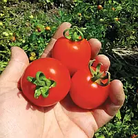LibraSeeds томат детерминантный для переработки и свежего рынка Кентавр F1 (1000 семян)